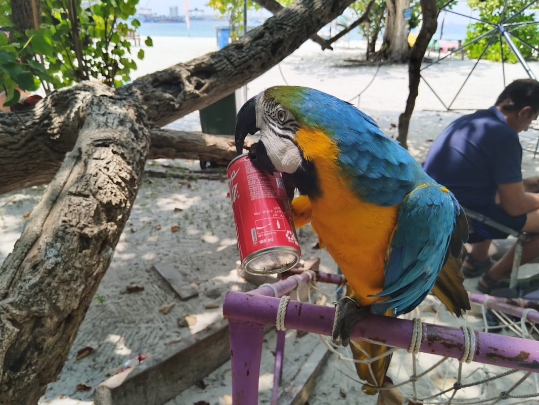 Крупные яркие попугаи на Мальдивах допивают напитки из брошенных людьми банок. Фото участников экспедиции