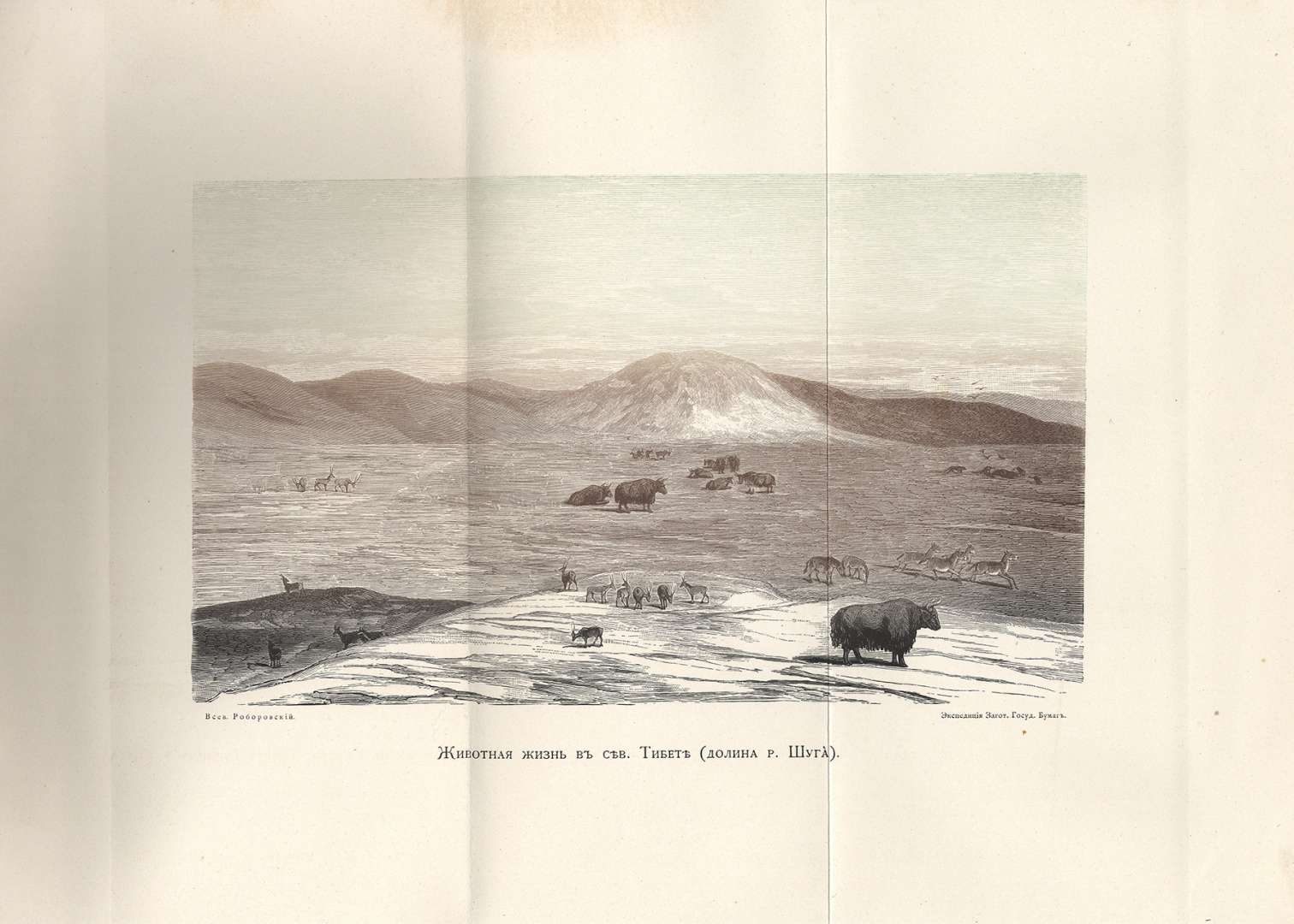 Архивный рисунок животной жизни Тибета из экспедиции Пржевальского