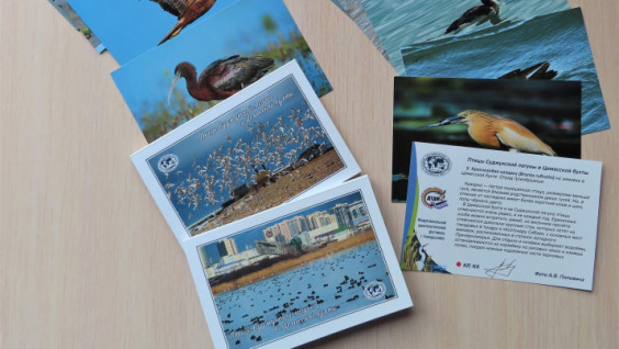 Вышли в свет наборы открыток о птицах Суджукской лагуны и Цемесской бухты