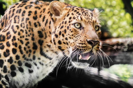 «Пустыни вечный гость — могучий барс»: как на Кавказ возвращают краснокнижных леопардов
